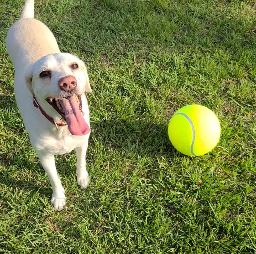 Jumbo Pet Tennis Ball - 9.5"